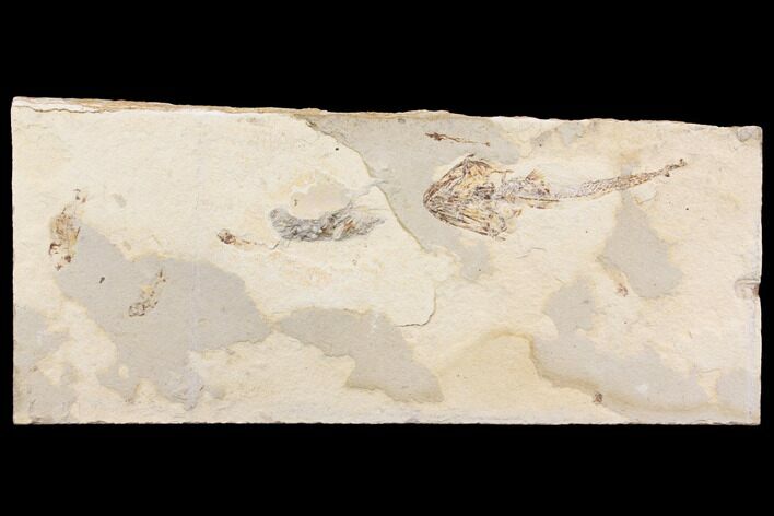 Cretaceous Predatory Fish (Eurypholis) With Five Small Fish #147235